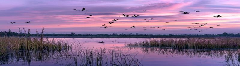Panoramic view of a wide North American wetland at dawn, tall reeds and shallow water reflecting a soft pink and lavender sky, distant flock of waterfowl silhouetted in flight, dark forest treeline along the horizon, no people no faces no hands